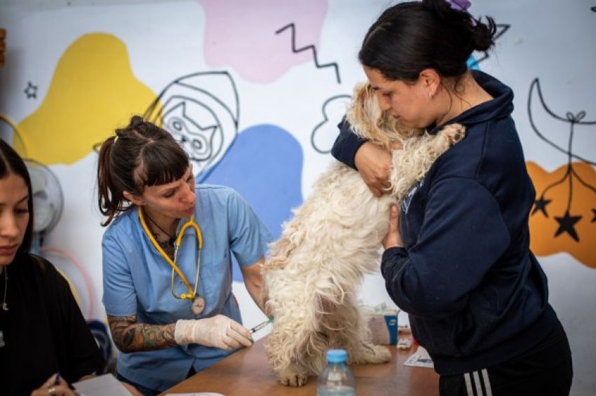 Atendieron a 200 animales en un nuevo megaoperativo de zoonosis en Quilmes Oeste