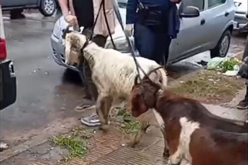 Una denuncia anónima evitó el sacrificio de varios animales en Quilmes
