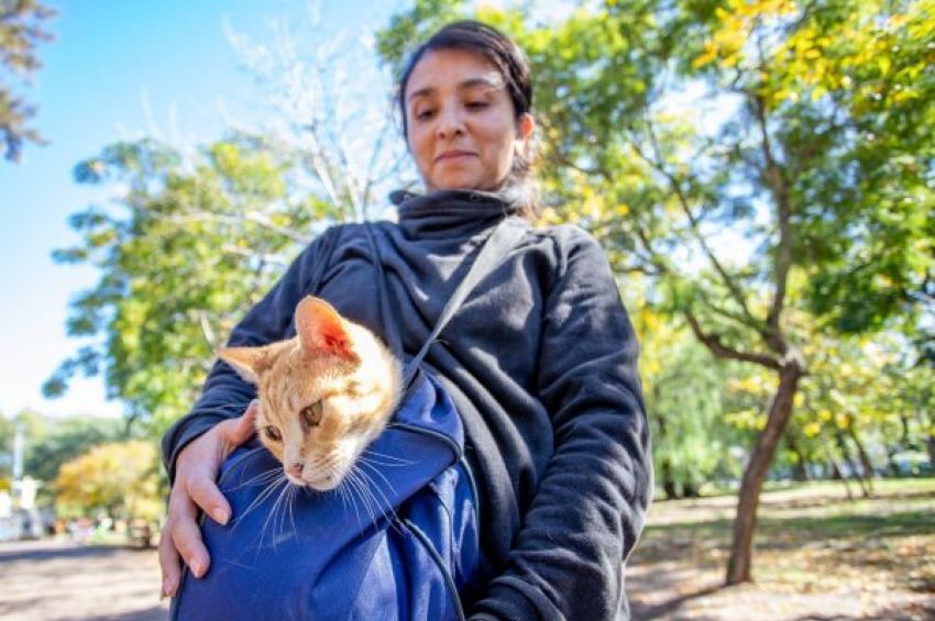 Castración itinerante: Lanús Gobierno anunció turnos presenciales gratuitos