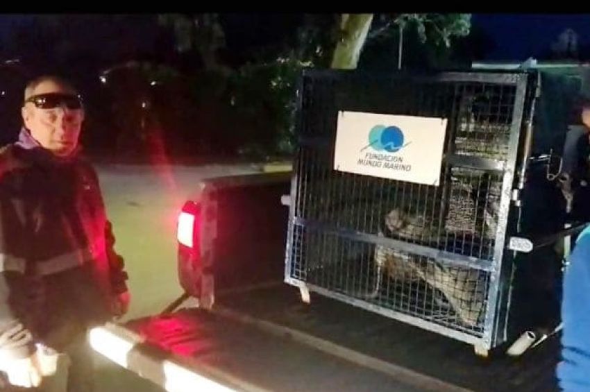 Apareció un lobo marino en la costa de Quilmes