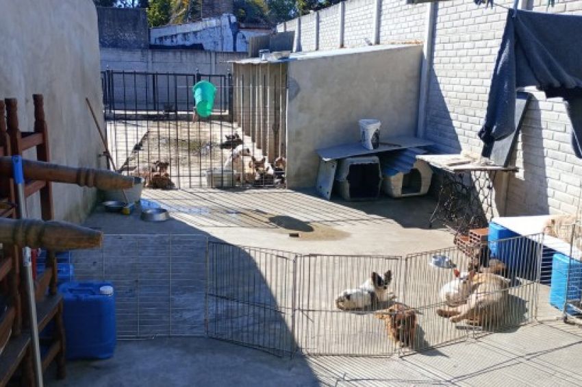 El municipio de Quilmes y la policía rescataron a más de 40 perros maltratados en un criadero clandestino