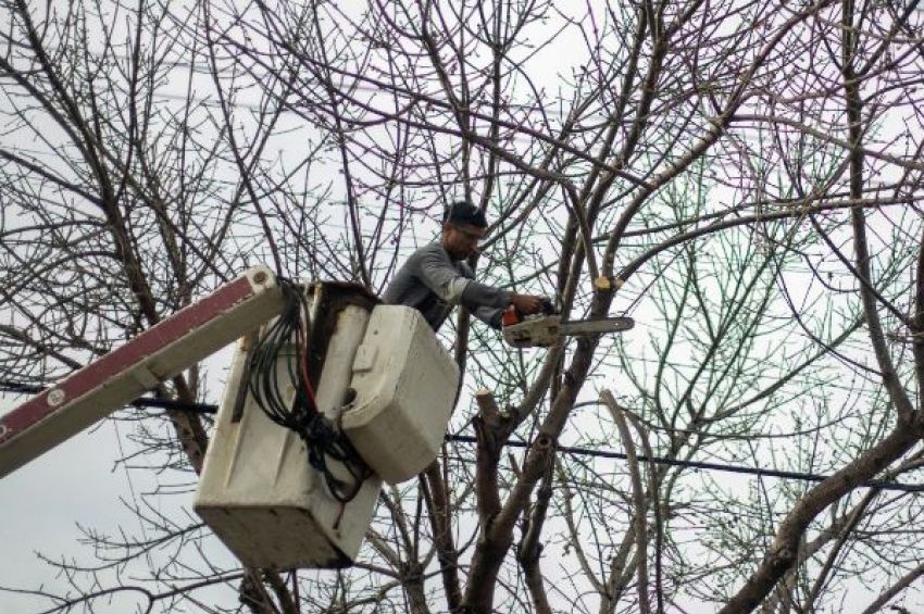 Lanús Gobierno inició el Plan de Poda Preventiva en distintos barrios del distrito