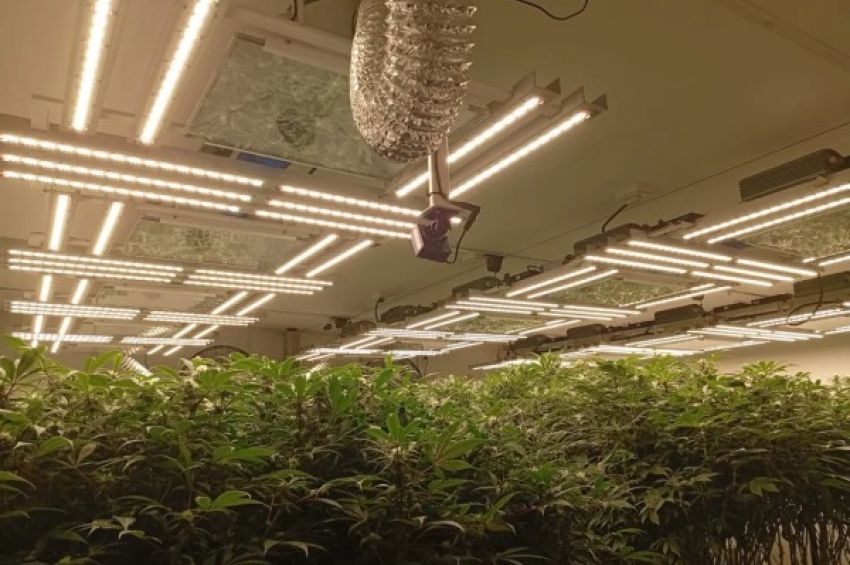 Encontraron un vivero de marihuana a metros del Alto Avellaneda: vendían por delivery